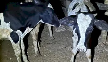 PM flagra gado dentro de carro e prende dupla em Minas Gerais