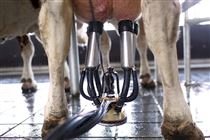 Como definir o sistema de ordenha certo para sua propriedade?