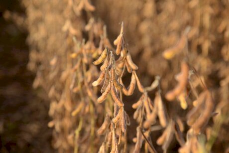 O que o agro pode esperar do clima em outubro?
