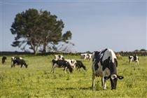 SC: sistema de leite estacional garante férias da ordenha