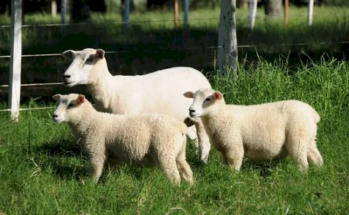Conheça a ‘ovelha do futuro’: criação da Embrapa promete revolucionar a ovinocultura
