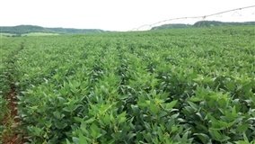 Soja: exportação recorde e a atenção total no clima