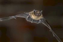 Surto de raiva bovina mobiliza vigilância sanitária em Rondônia