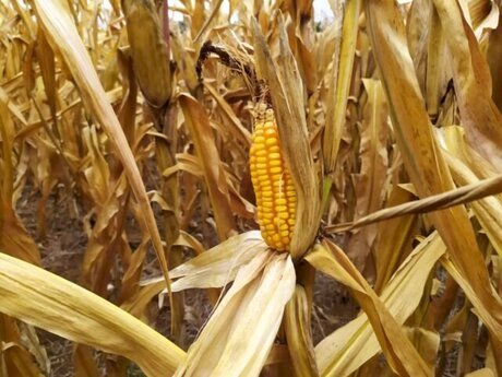 Ainda é possível lucrar com milho