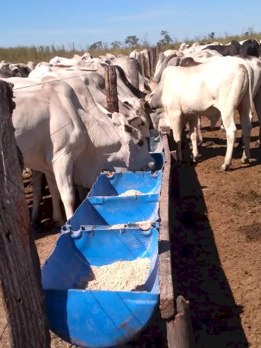 Giro rápido no pasto: conheça a RIP e a TIP