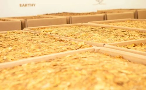 Tabaco: um mercado que pode bater US$ 3 bilhões em 2025