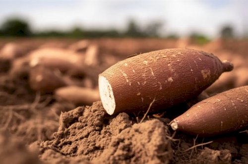 Preço da mandioca dispara com oferta restrita no campo
