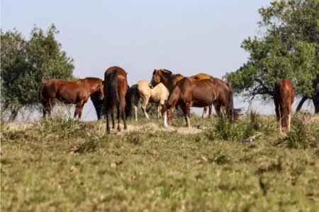 Contaminação no feno pode ter intoxicado 20 cavalos em haras de Goiânia; 5 animais morreram