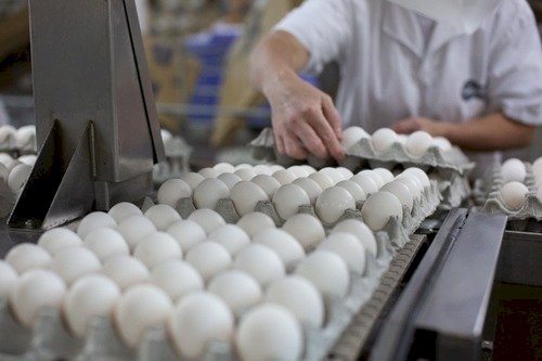 Goiás registra crescimento de 65,7 porcento na produção de ovos