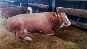 Limite de altura para veículo de transporte de animal vivo