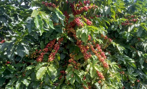 Café da Nova Alta Paulista conquista Indicação Geográfica para valorizar história e produto