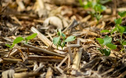 Atraso das chuvas ameaça safra 2025/26 de soja em Mato Grosso, alerta Aprosoja-MT