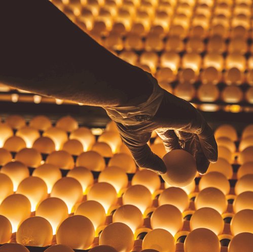 Singapura abre mercado para ovos-produto do Brasil em movimento estratégico para a Ásia