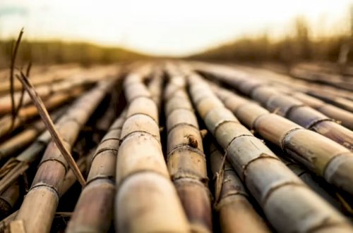 IPPA-Cana-Café impulsiona preços do agro em setembro