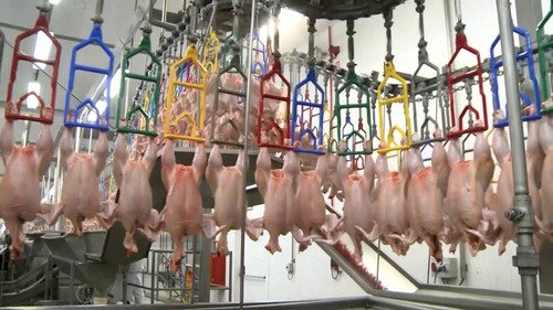 Acomodação nas cotações permanece, aguardando retomada de alta da carne de frango no curto prazo