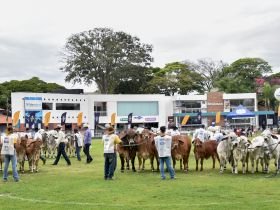 Brahman brasileiro impressiona estrangeiros na 21ª ExpoBrahman