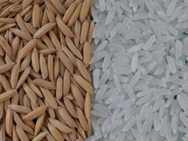 Conab lança pacote de R$ 300 milhões para movimentar 630 mil toneladas de arroz e sustentar preços ao produtor