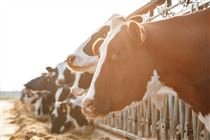 Beef on dairy impulsiona nova fase da pecuária nos Campos Gerais