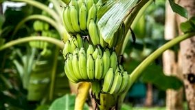 Banana brasileira busca competitividade no mercado mundial