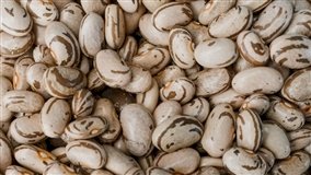 Feijão-carioca inicia safra em SP com qualidade promissora