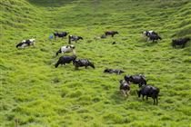 Nestlé adota medidas para reduzir metano na produção de leite