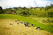 Agro brasileiro busca protagonismo na COP30