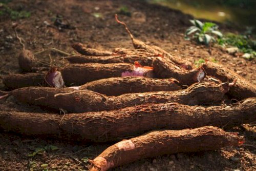 Preço da mandioca sobe e atinge maior valor desde fevereiro