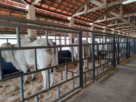 Pró-Genética Online será destaque na 2ª Expogenética MS