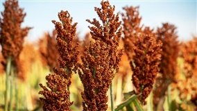 Santa Catarina incentiva produção de sorgo granífero