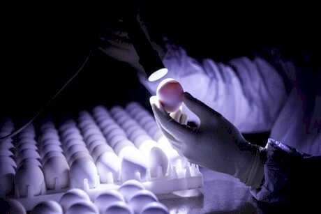 Ovos férteis: volume exportado em 12 meses foi um quarto menor que o de idêntico período anterior