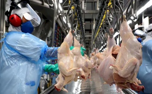 Desempenho do frango abatido na 45ª semana de 2025, primeira completa do mês de novembro