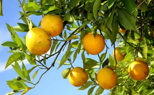 Citros: Preço da laranja segue em queda no Brasil