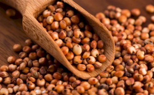 Brasil habilita primeiros estabelecimentos para exportação de DDGs e sorgo à China