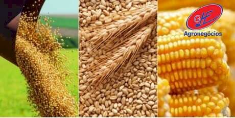 Exportações do agro para os Estados Unidos caem 31,3 porcento em três meses de sobretaxa