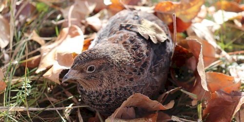 Brasil amplia acesso a mercados e passa a exportar codornas aos Emirados Árabes e feijão preto ao Líbano