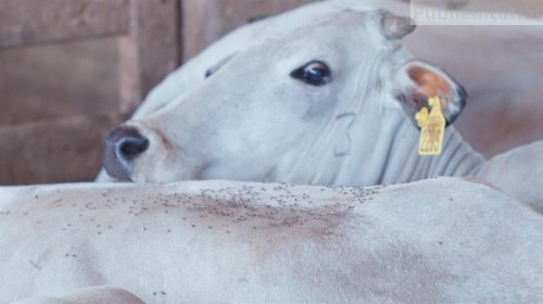 Chegada das chuvas: como controlar a mosca-dos-chifres