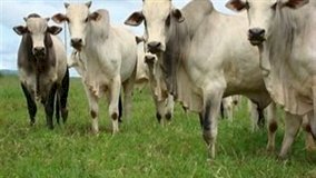 Recorde nas exportações de carne bovina sustenta preços no Brasil