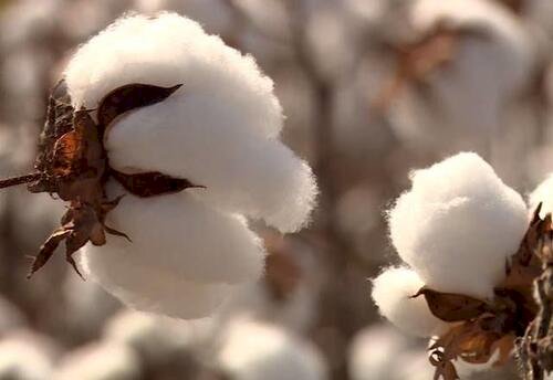 Exportações brasileiras da pluma seguem intensas