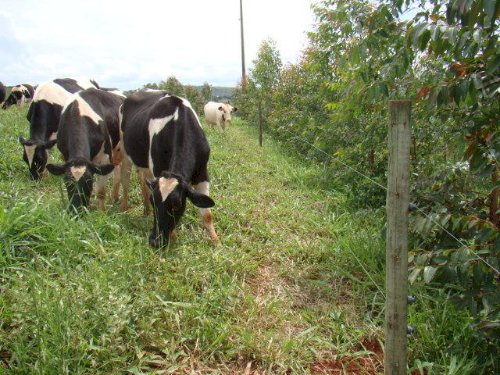 Automação pode elevar 7,4 porcento da produção diária de leite