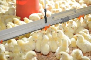 Novo recorde na produção brasileira de pintos de corte: 635 milhões de cabeças em setembro