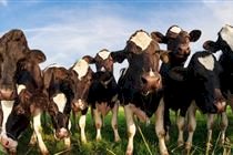 Paraná intensifica ações contra brucelose e tuberculose