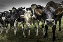 Raiva em rebanhos do Paraná intensifica vigilância, vacinação e cuidados