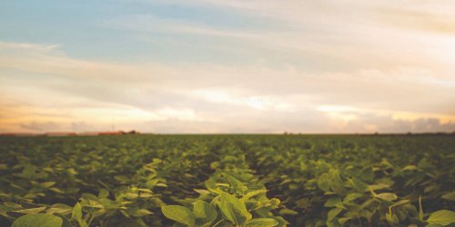 Governo de Goiás une eficiência no campo e conservação ambiental com Plano ABC+GO