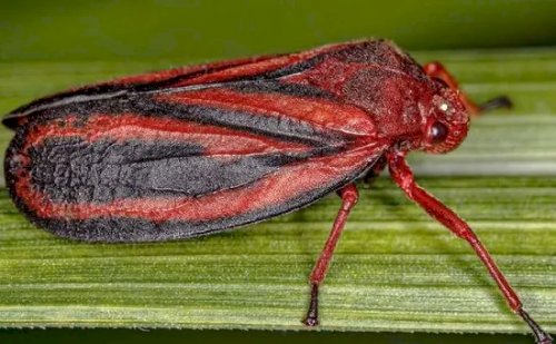 Pesquisa descobre nova espécie de cigarrinha-da-raiz que ameaça lavouras de cana