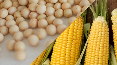 Cotações Agropecuárias