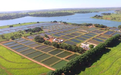 Depois de um ano cheio de entraves, produtor aposta em expansão e inicia uma nova fase na criação de tilápia