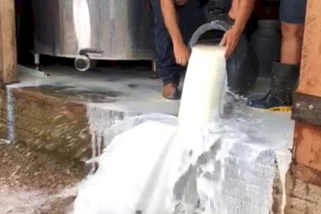 15 curiosidades sobre o leite