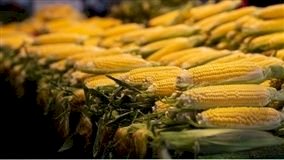 Mercado de milho tem poucos estímulos