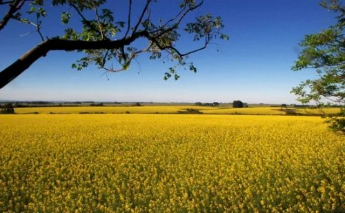 3tentos inicia processamento de canola no Rio Grande do Sul após investir R$ 60 milhões