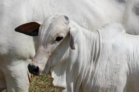Mapa anuncia aberturas de mercado nos Emirados Árabes Unidos, em Gana e no Peru